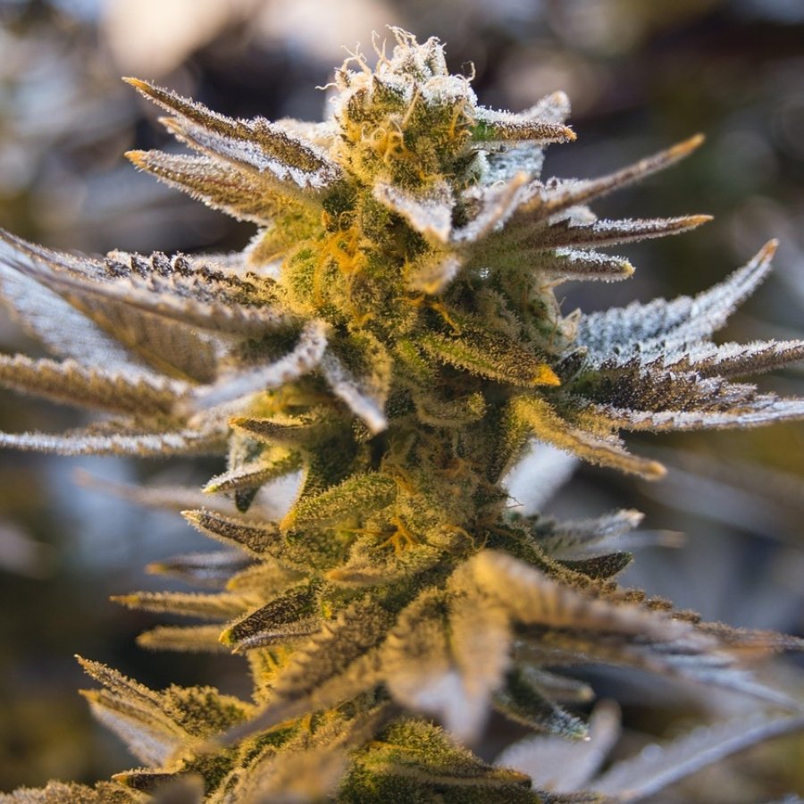 recreational cannabis thc products4