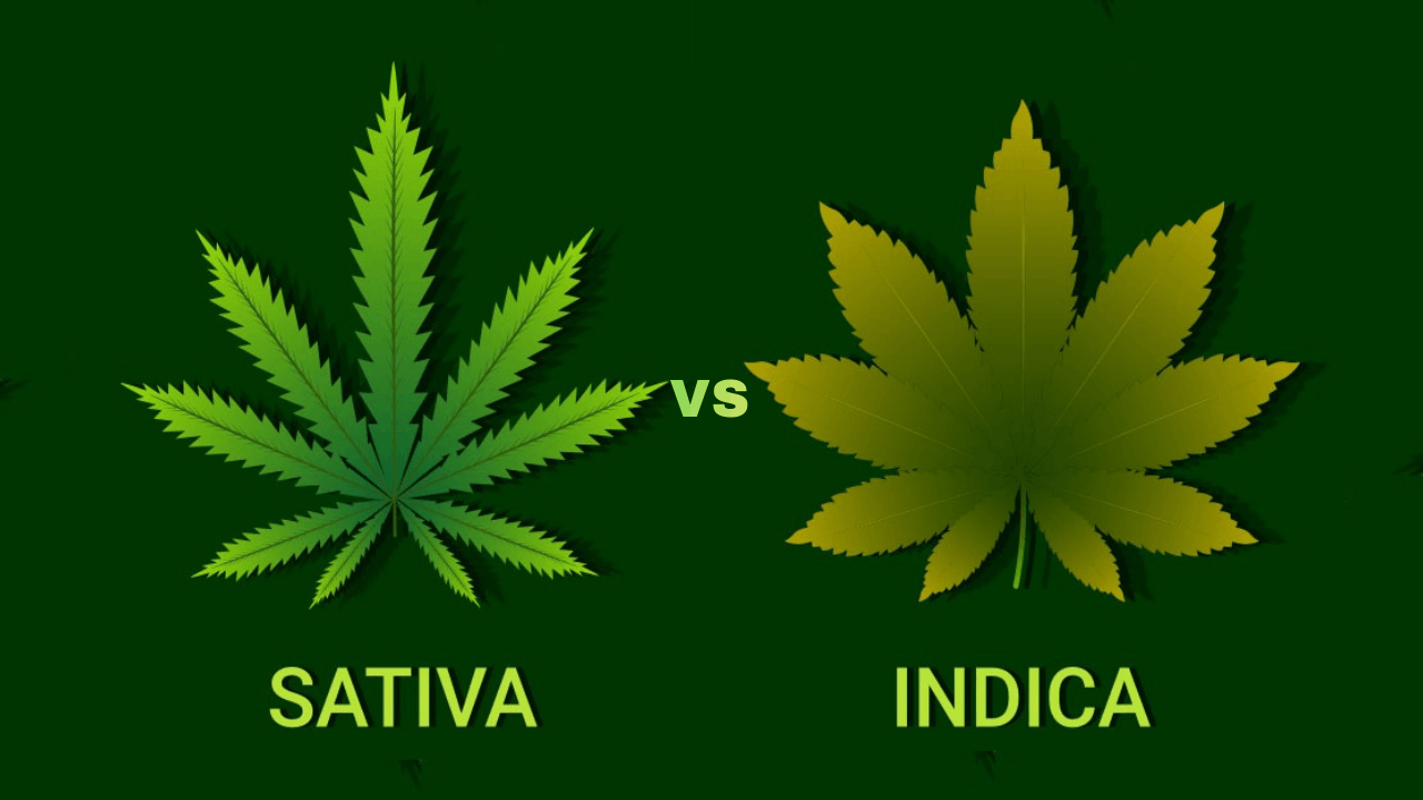 Does Indica or Sativa Make You Sleepy? The Real Answer Explained