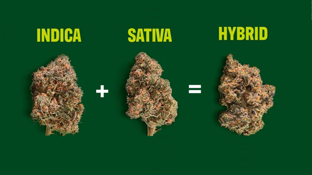 Indica with Sative make Hybrid Weed Strains.