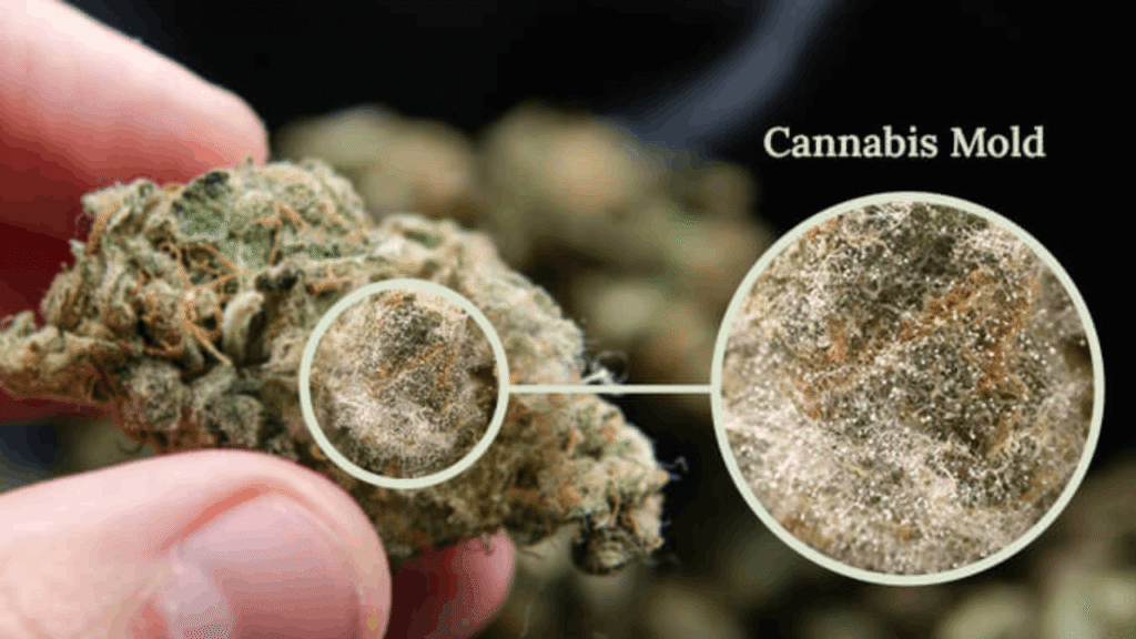 mold if formed on weed when it goes bad. It has great side effects on people.