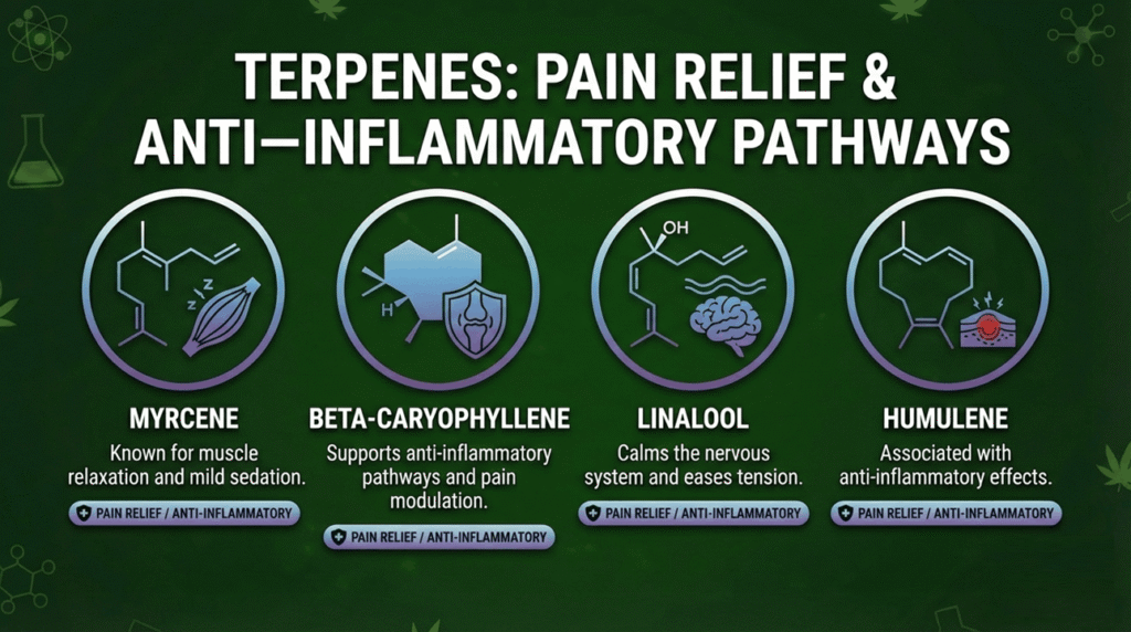 "Terpene icons labeled “pain relief / anti-inflammatory" create an image on this "Myrcene – Known for muscle relaxation and mild sedationBeta-Caryophyllene – Supports anti-inflammatory pathways and pain modulationLinalool – Calms the nervous system and eases tensionHumulene – Associated with anti-inflammatory effects"