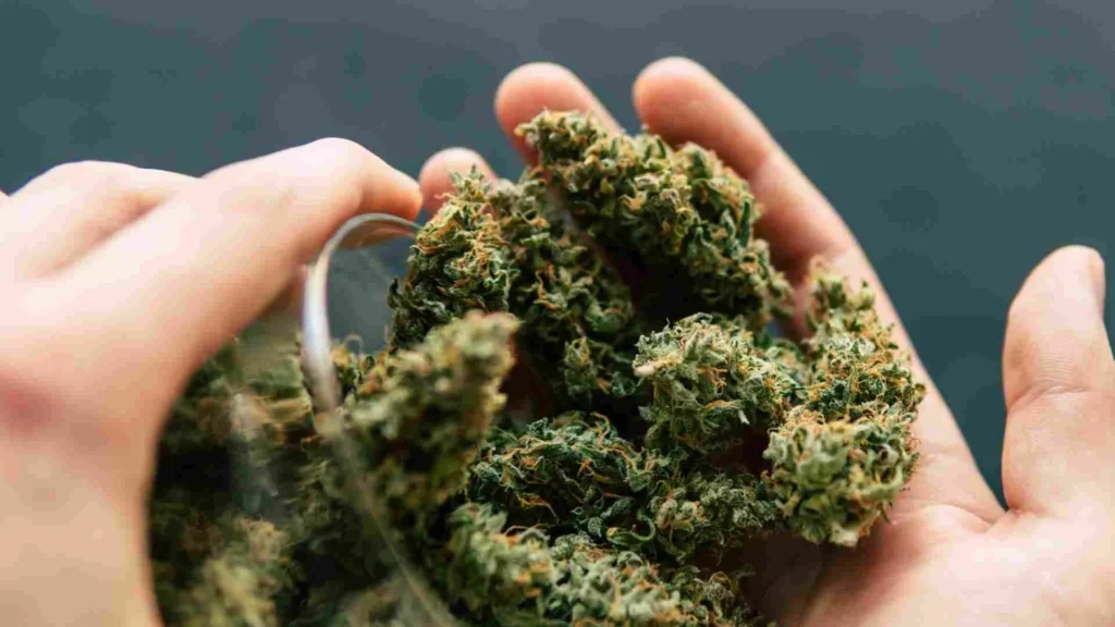 Hybrid Weed. hybrid cannabis strain flower