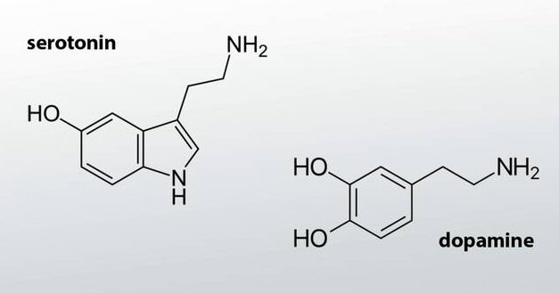 serotonin neurotransmitter diagram